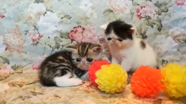 Котята экзотические