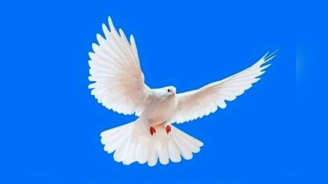 Молитвы и пророчества для Церкви   Невесты Христа