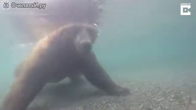 Медведь ловит рыбу