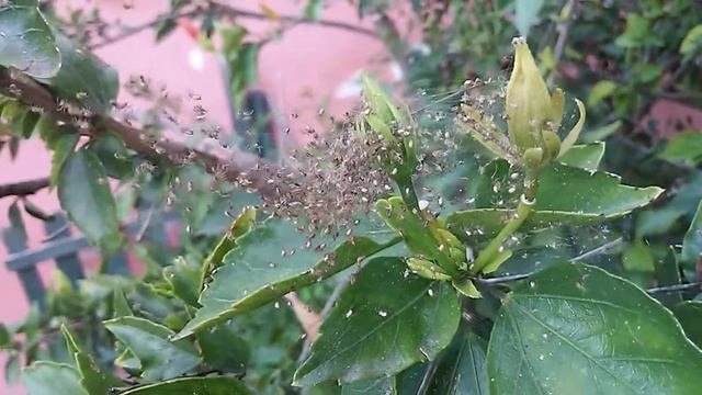 Паучки/ Spiders