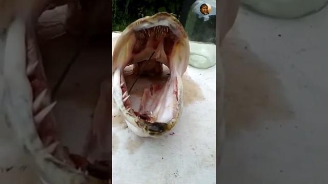 🙂Рыбалка. Трофей🐟N°17