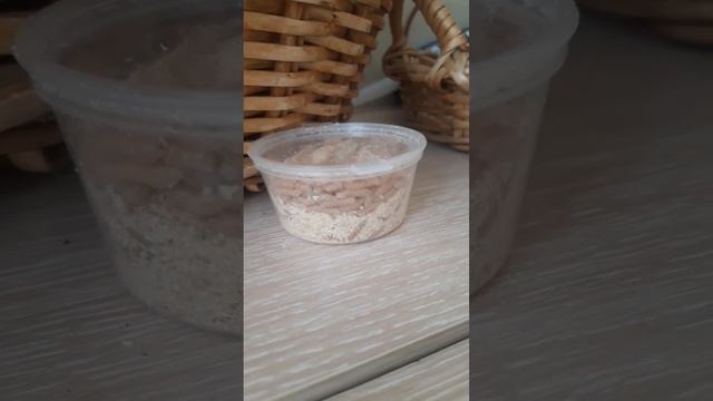 опарыши