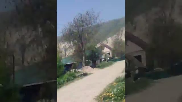 Заголовок собака хаски