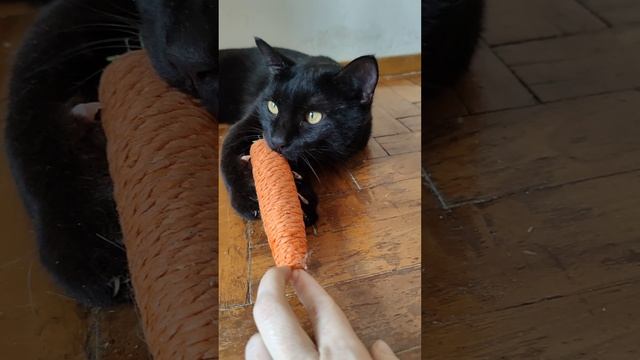 Скандинав. Шикарный котик ищет дом.