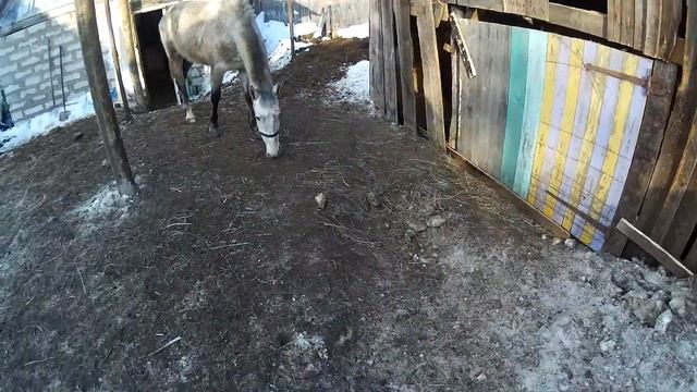 Лошадки