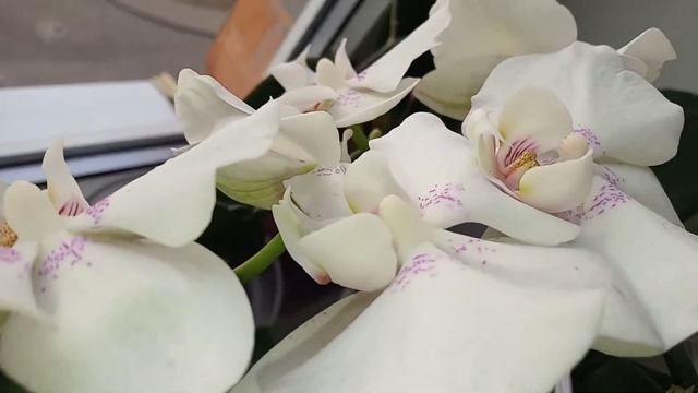 71)ОБЗОРНАЯ ЭКСКУРСИЯ ПО МОИМ ОРХОПОДОКОННИКАМ