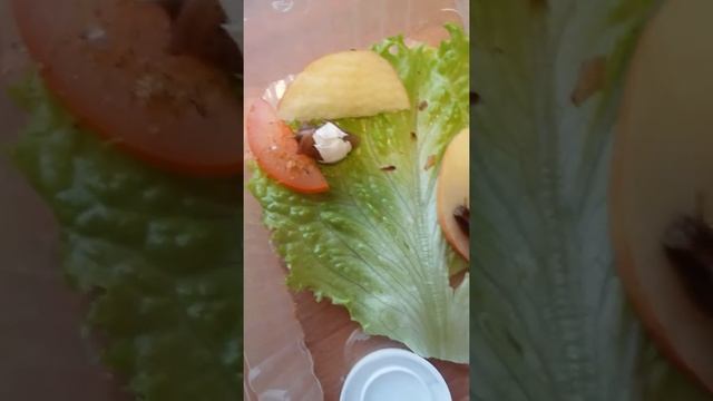 Мои улитки. Скорая помощь.