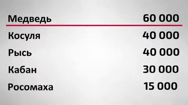 Что надо знать о лосях на дорогах