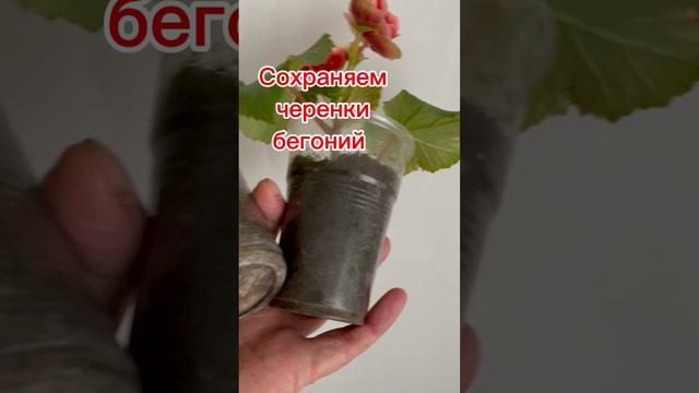 Как сохранить черенки бегоний Элатиорок до весны