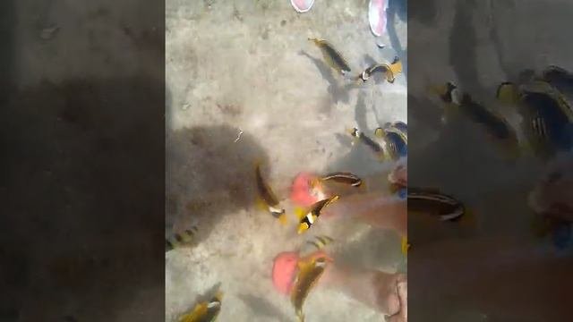 Шарм-эль-Шейх рыбки