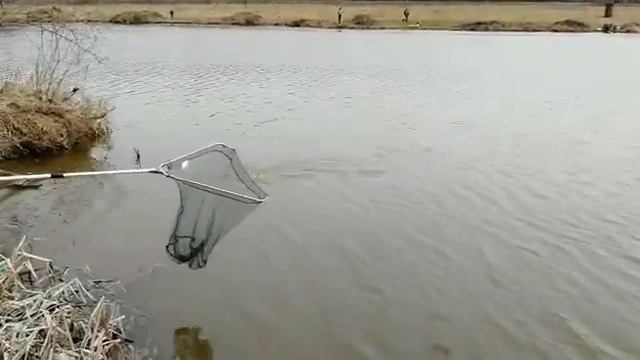 МЕРЛЕЕВО 20.04