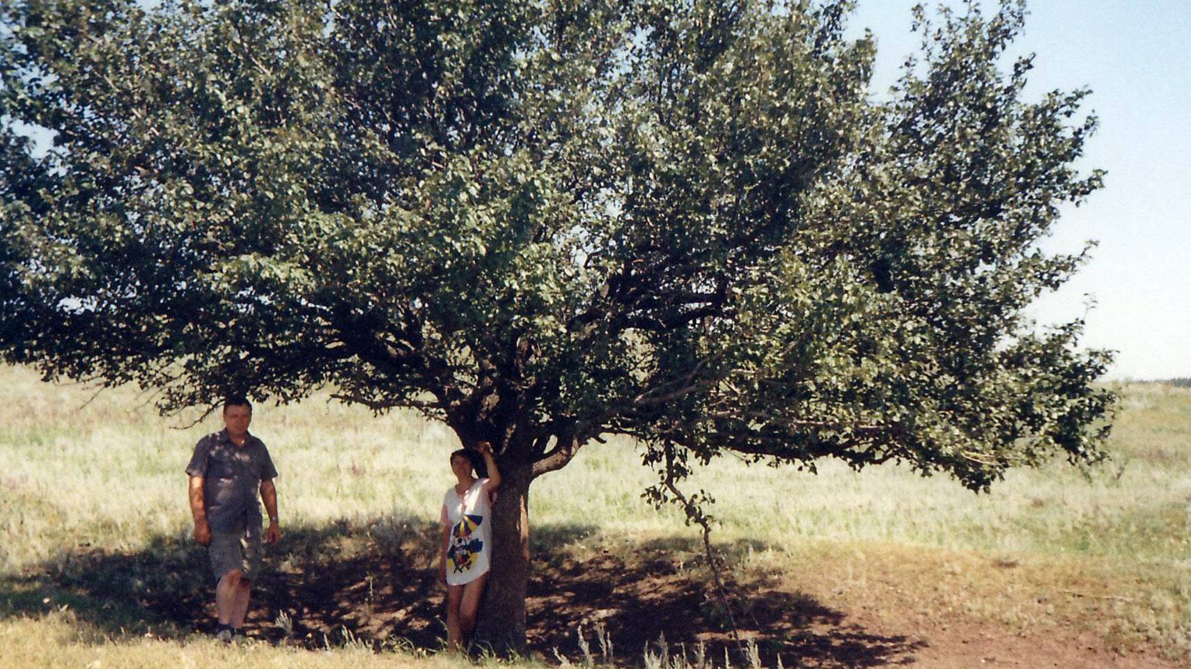 Посадила розу-1979