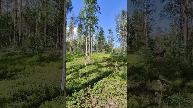 Поймать свой ветер