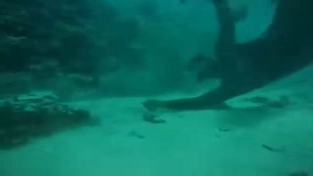 Sea lovers tours. Снорклинг на морской экскурсии в Хургаде. Рома плавает с рыбами.