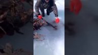 Ловля крабов на палку )