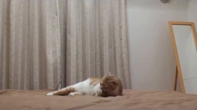 Барбузяка, котик ловит игрушку на кровате