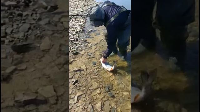 Сезон мошки, ловим трофейного голавля.