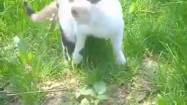 Ящерица 🦎 прыгнула на кошку