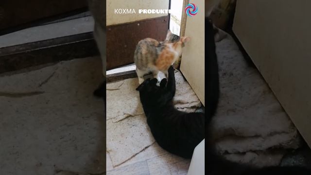 Маша и Вася играют.mp4