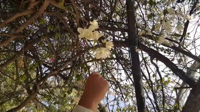 Поэтесса Юлия Бруславская "Лён небес голубых"