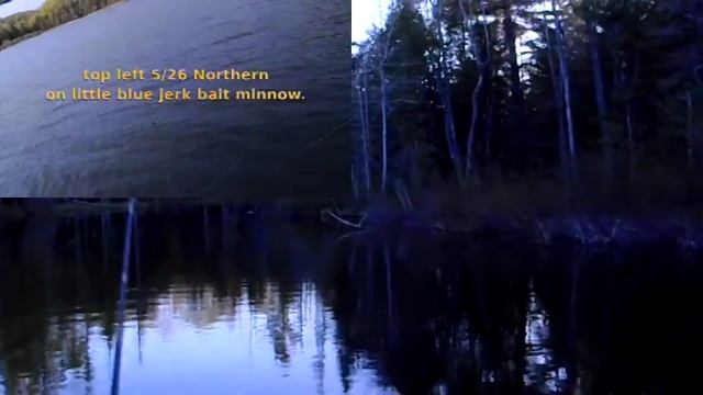 Rock Bass, Smally, Northern, Largemouth, on Jerk Bait and Topwater