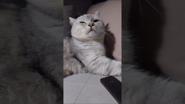 52, котики, снимать ещё?