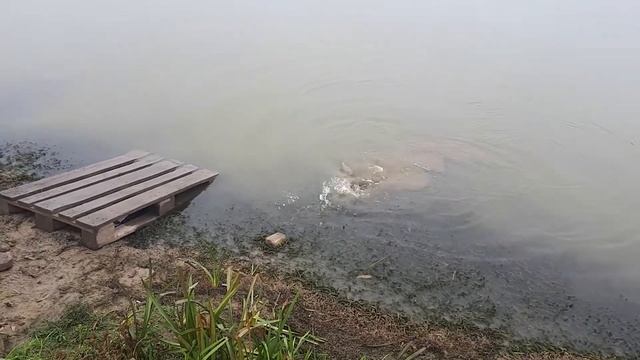 Щука уже клюет.. проголодалась в дороге