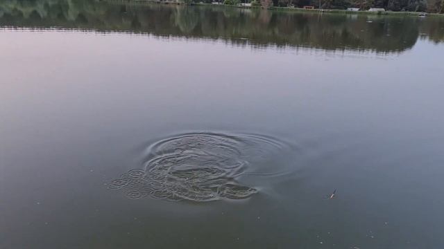 Вываживание амура 5,4кг на болонскую удочку