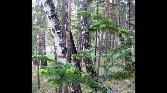 Красноярск, прогулка по лесу