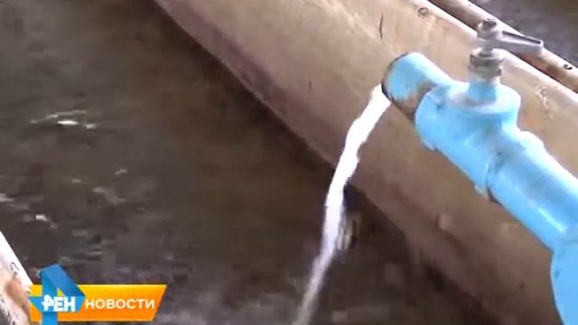 В Волгу запустили мальков сазана