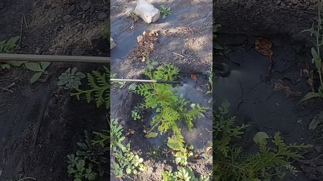 Обработка Эпином