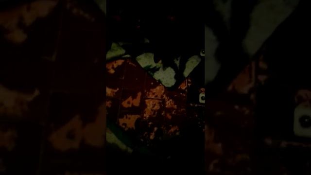 Моя собака жует крекер :-)