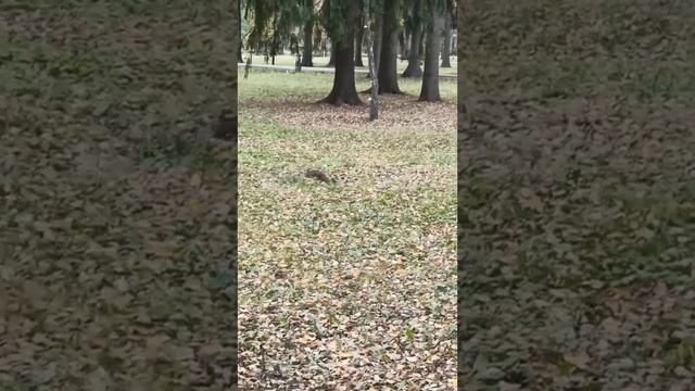 Рыжая красотка берёт орешки