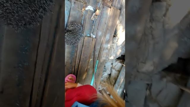 Hedgehog.Ёжик.🐾刺猬