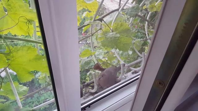 Птенцы хотят кушать