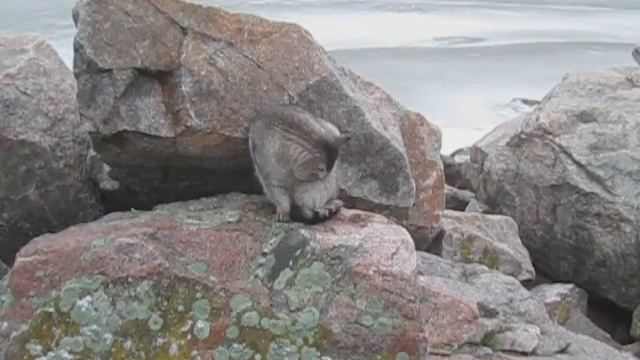 Никополь зима. Прогулка по дамбе. Прикольный котэ