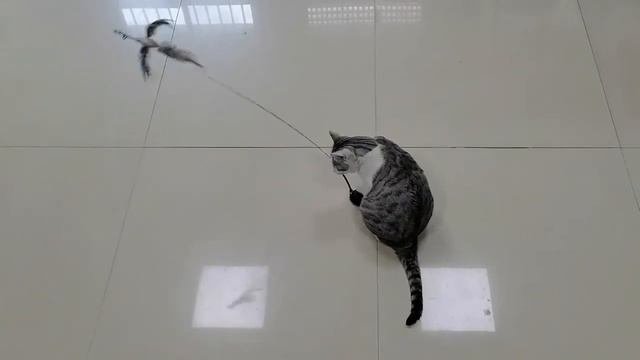 Игрушка для кошки на присоске к полу либо к стене