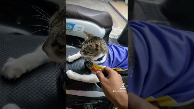 ngambek gak di ajak kopdar rnb #riderninjabekasi #kawasaki #ninja #2tak #makassar