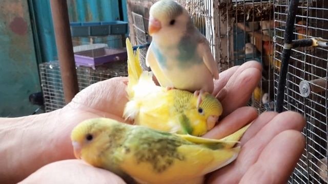 36 дней птенцам волнистых.