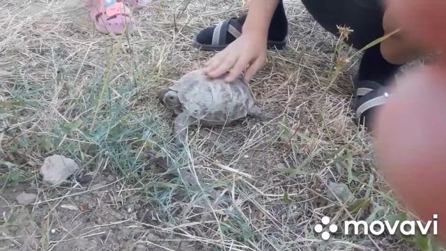 Как я поймал черепаху в казакстане в городе кульсары