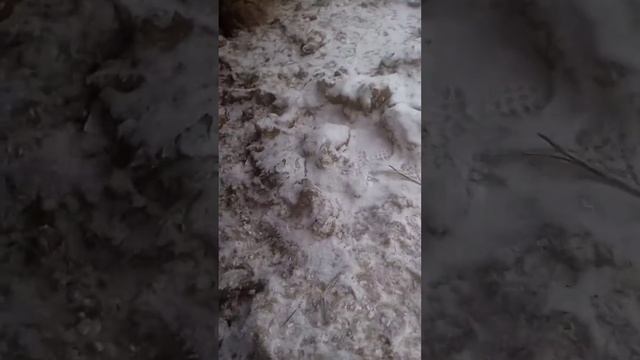 показываю наших  всех  больших телят