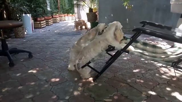 Лилу со щеночками 14 07 2018