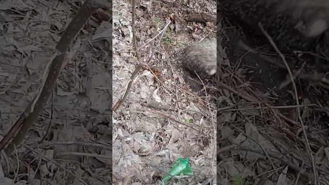 нашли збитого машиной борсука