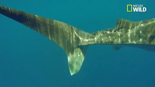 INDO365 - FLORAFAUNA - The World’s Only Non-Migratory Whale Shark Population