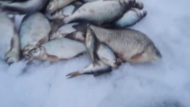 ЗИМНЯЯ РЫБАЛКА 2020г ПОДЛЕЩИК