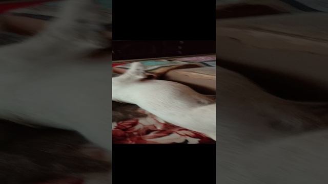 Что делать,если пёс не хочет вставать?