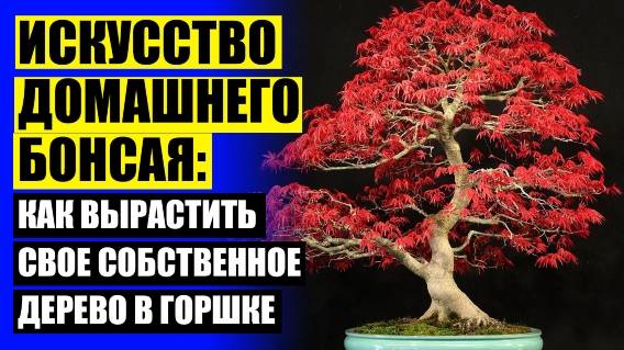 ЦВЕТЫ НА КУХНЮ КАКИЕ ПОДХОДЯТ ❗ КУПИТЬ БОНСАЙ В МОСКВЕ НЕДОРОГО С ДОСТАВКОЙ