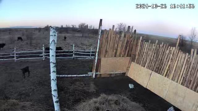 curious calf