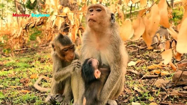 Super Brave Precious Newly Baby Rini Walking Away From Mom To Play With Orphan Sister Manda No Fear