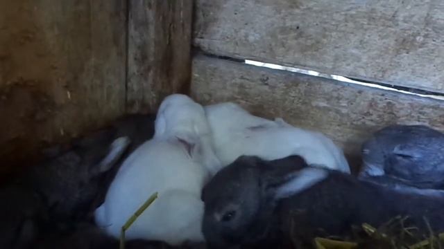 весёлые новорожденные кролики